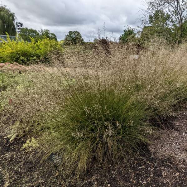 'Gone With The Wind' Prairie Dropseed (Sporobolus) - Image 2