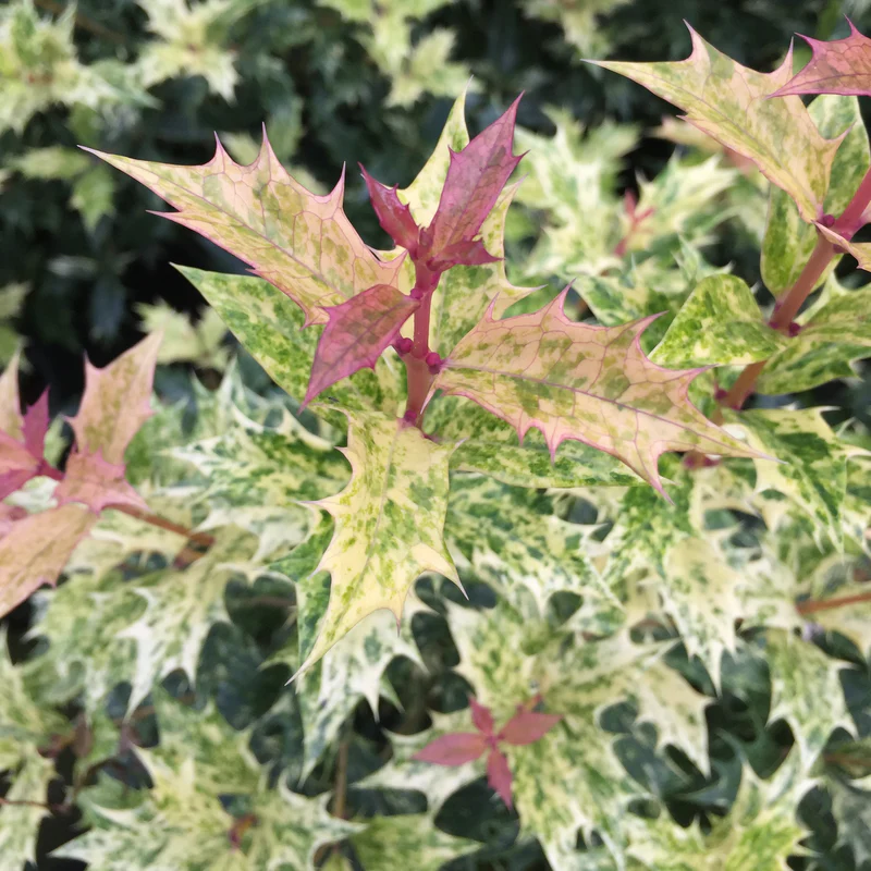 'Goshiki' Holly Osmanthus - Image 2
