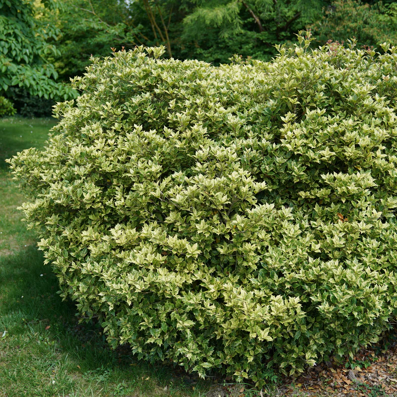'Goshiki' Holly Osmanthus - Image 3