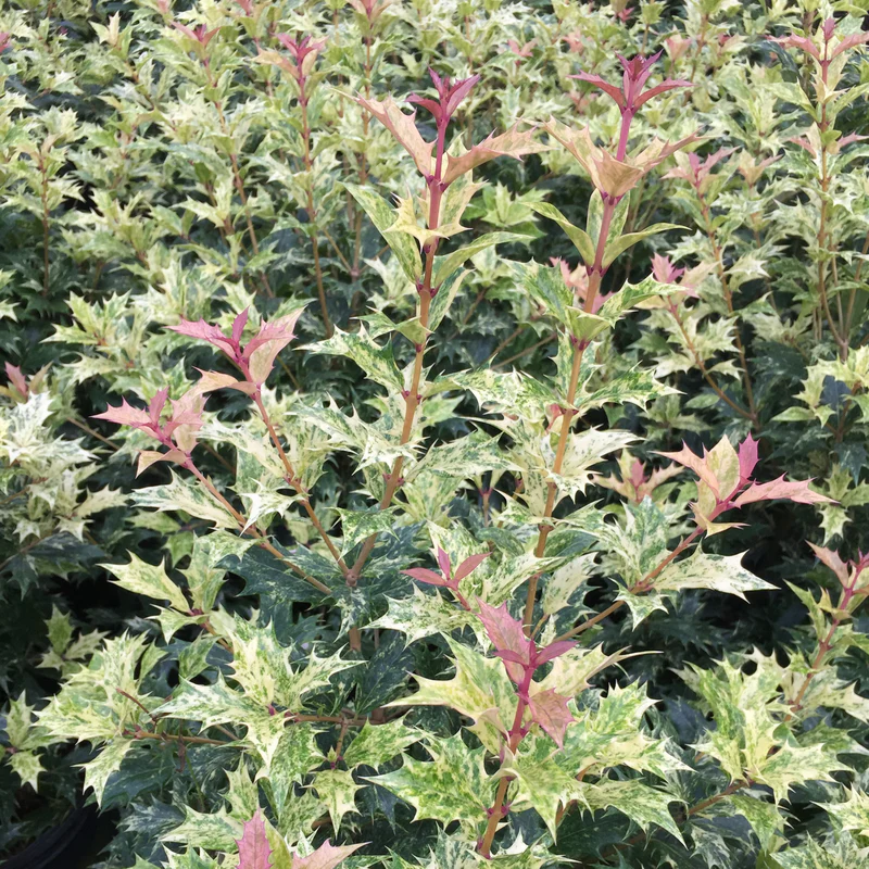 'Goshiki' Holly Osmanthus - Image 4
