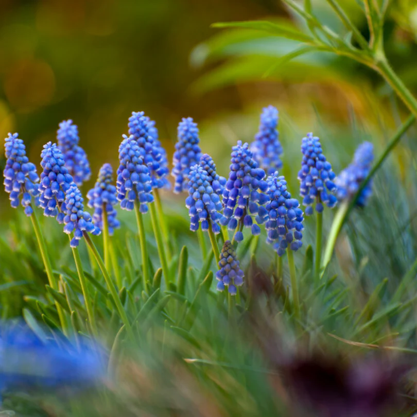 Grape Hyacinth (Muscari) - Image 2