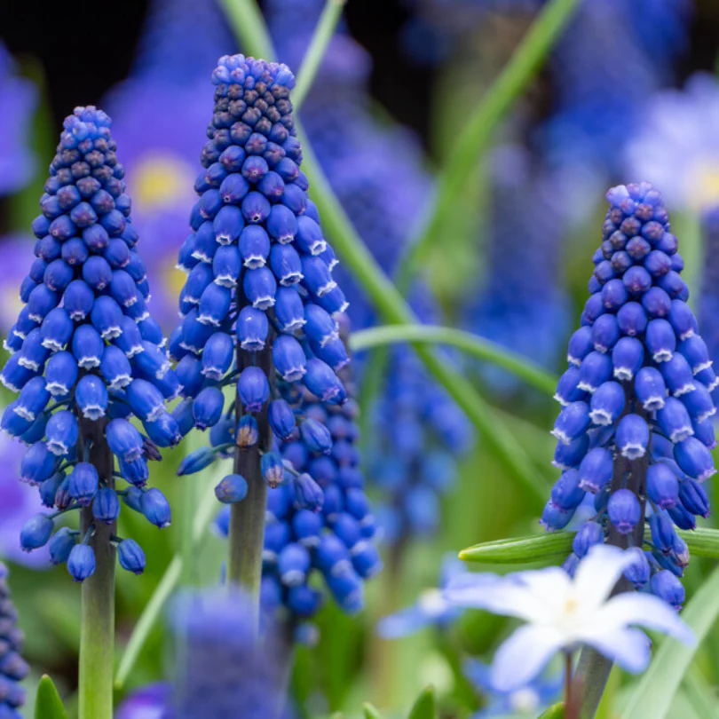 Grape Hyacinth (Muscari) - Image 3