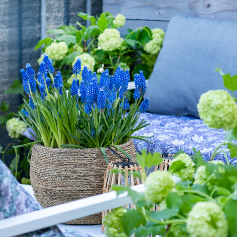 Grape Hyacinth (Muscari) - Image 5