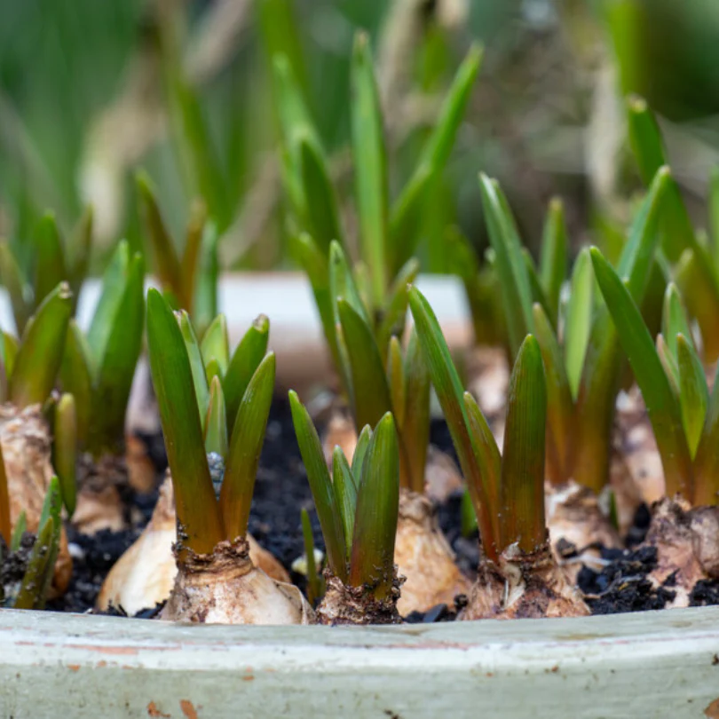 Grape Hyacinth (Muscari) - Image 6