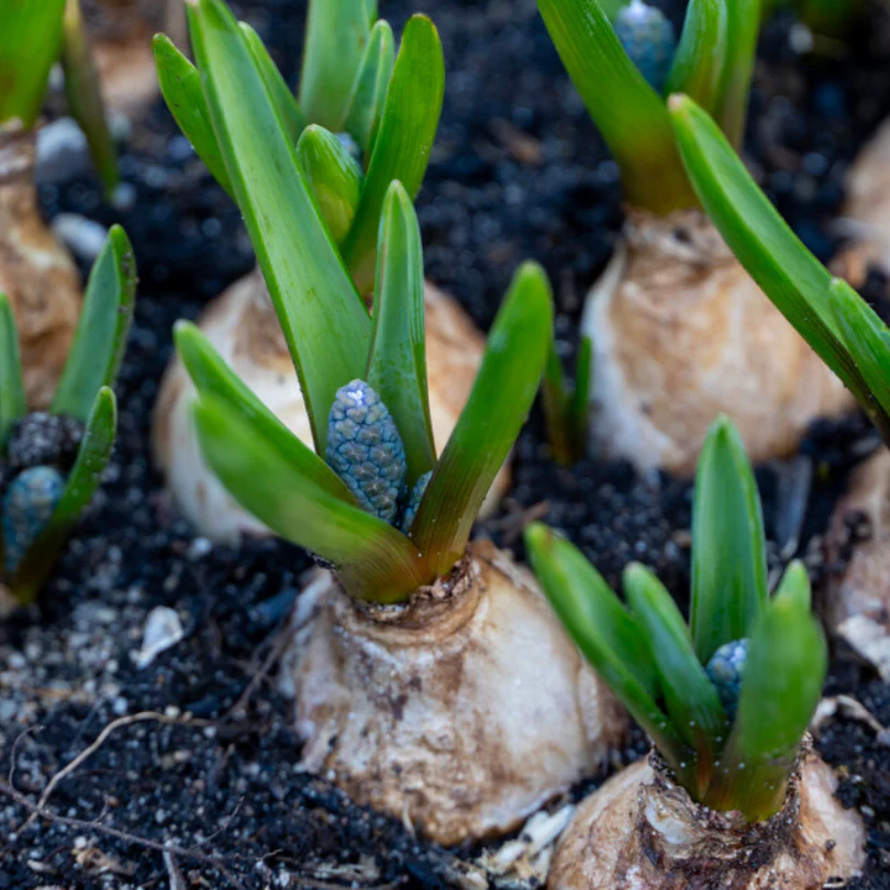 Grape Hyacinth (Muscari) - Image 7