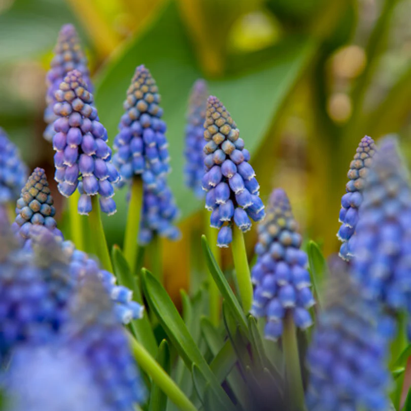 Grape Hyacinth (Muscari) - Image 8