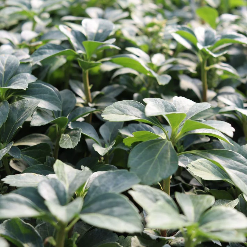 'Green Carpet' Pachysandra - Image 2