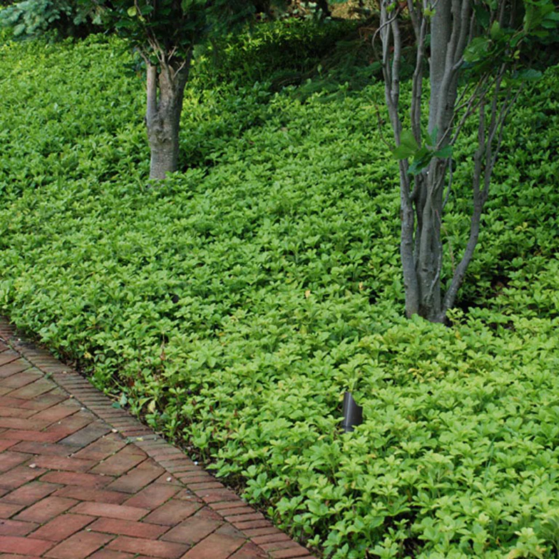 'Green Carpet' Pachysandra - Image 3