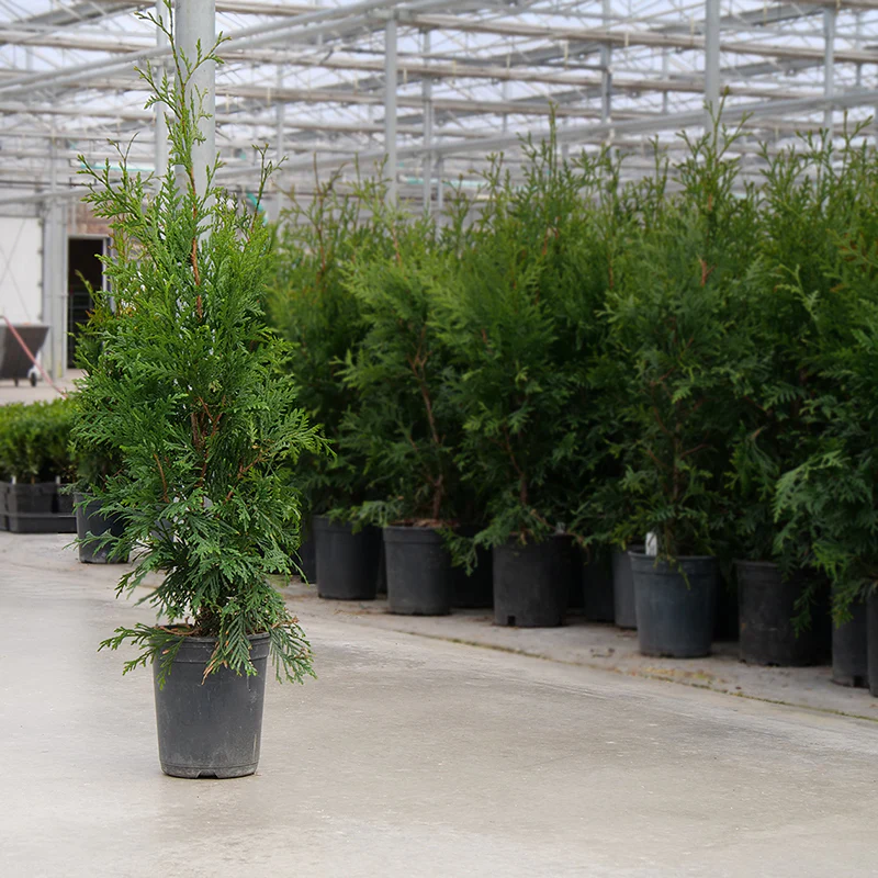 'Green Giant' Arborvitae (Thuja) - Image 3