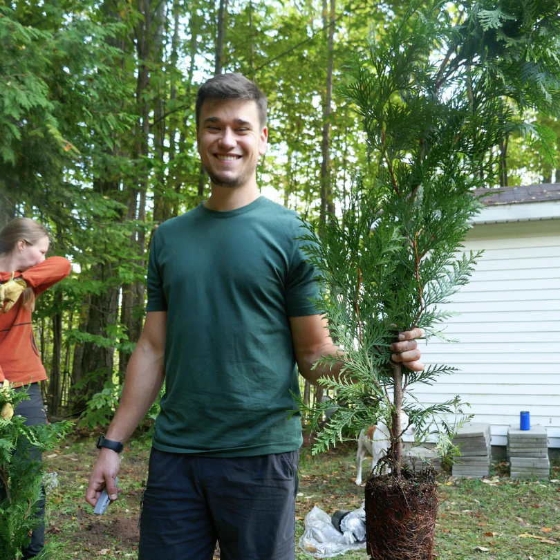 'Green Giant' Arborvitae (Thuja) - Image 5