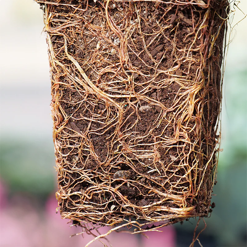 'Green Giant' Arborvitae (Thuja) - Image 6
