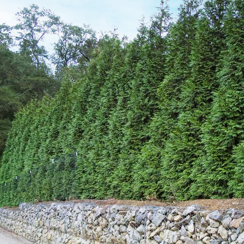 'Green Giant' Arborvitae (Thuja) - Image 7