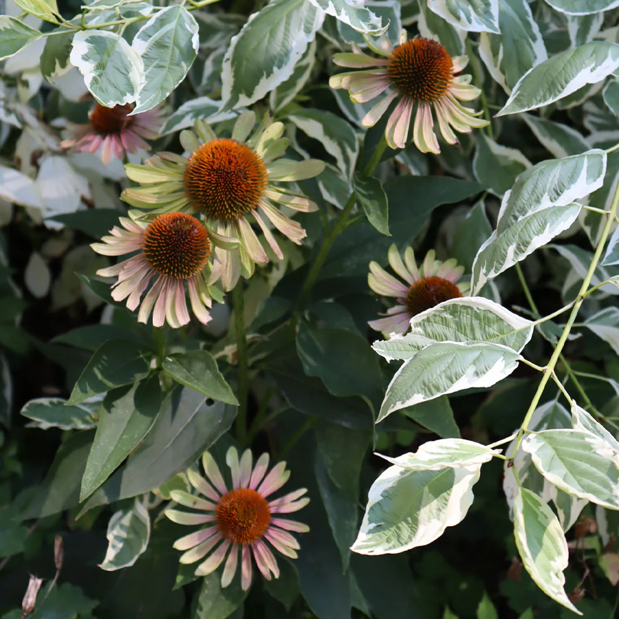 'Green Twister' Coneflower (Echinacea)