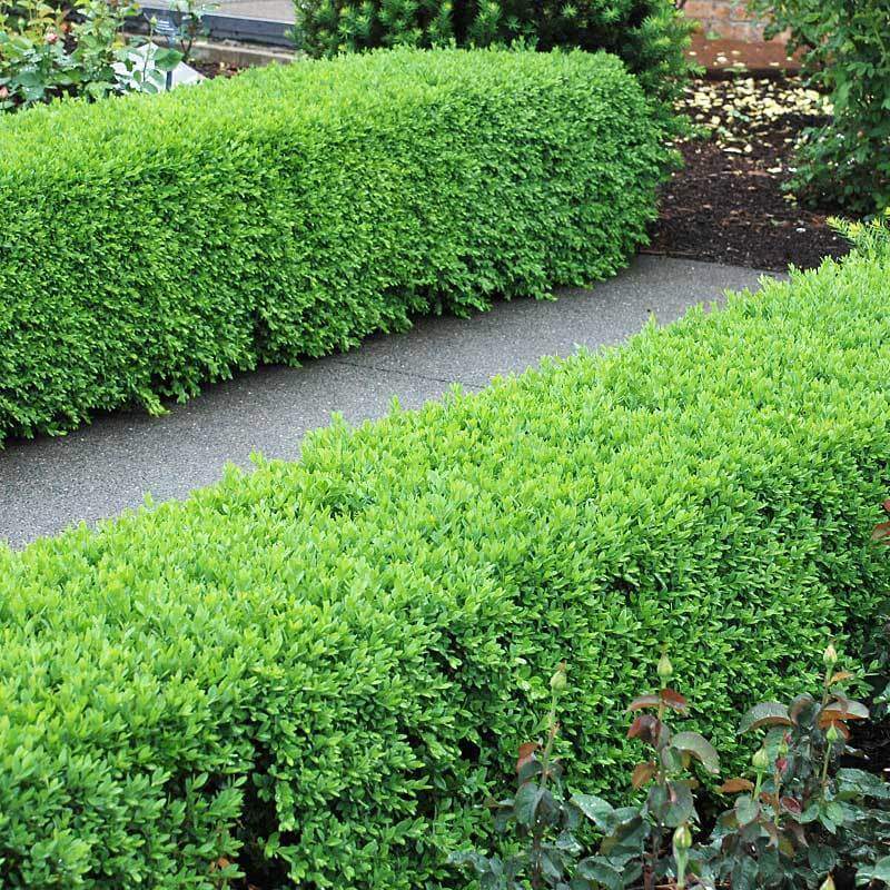'Green Velvet' Boxwood (Buxus) - Image 2