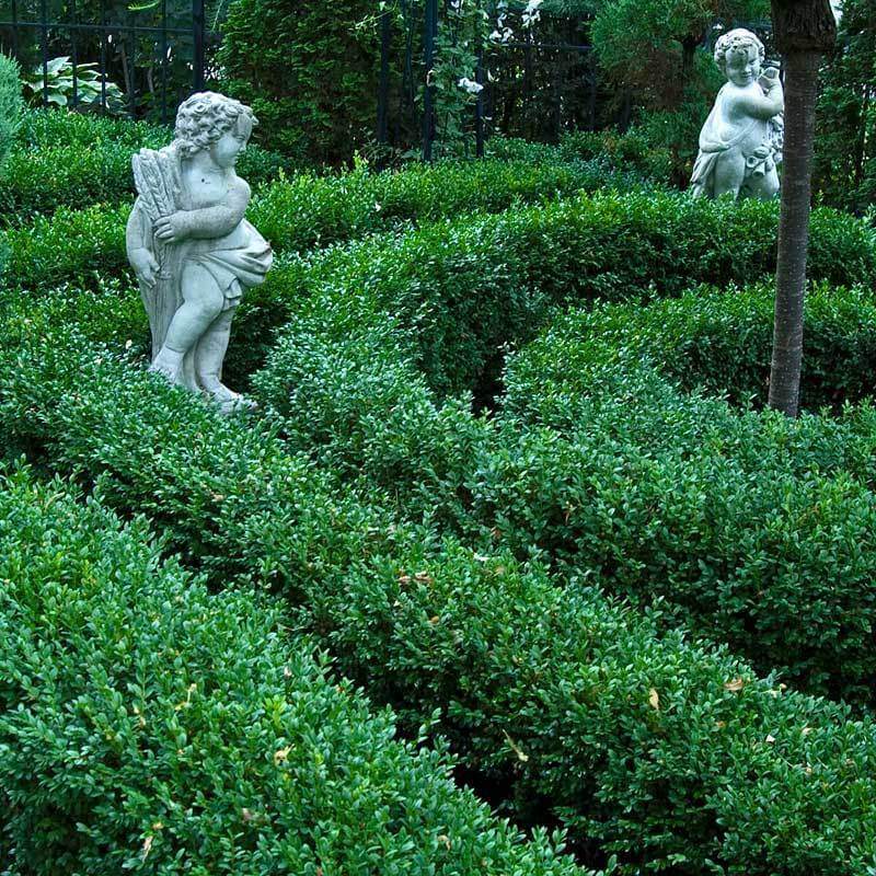 'Green Velvet' Boxwood (Buxus) - Image 4