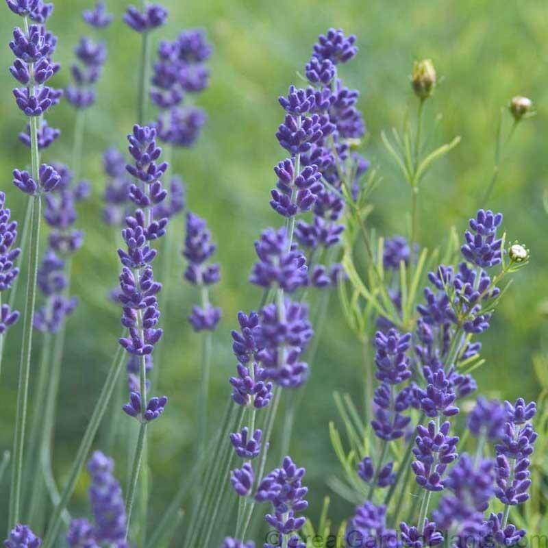 'Grosso' Lavender (Lavandula) - Image 2