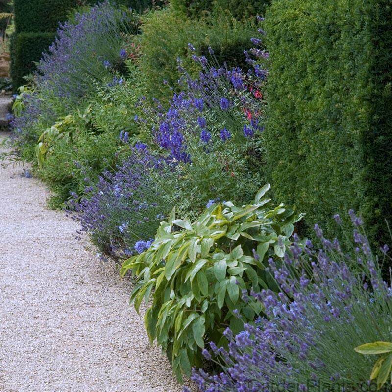 'Grosso' Lavender (Lavandula) - Image 4