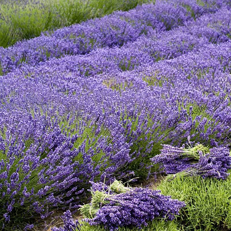 'Grosso' Lavender (Lavandula) - Image 7