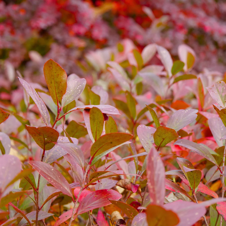 Ground Hug™ Aronia - Image 5