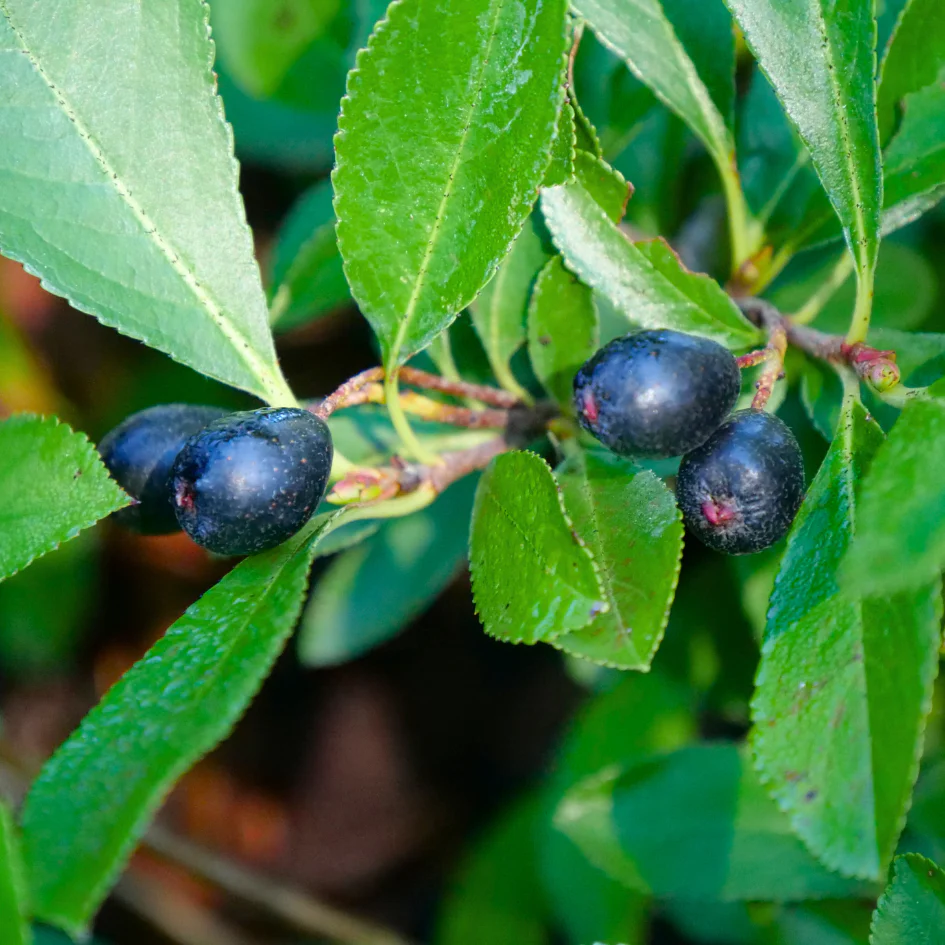 Ground Hug™ Aronia - Image 6
