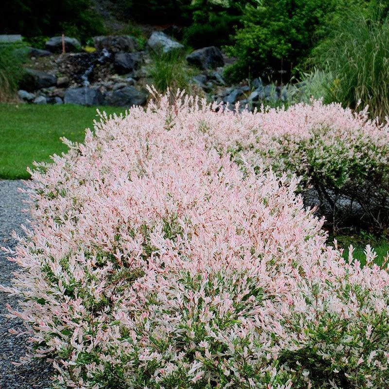 'Hakuro Nishiki' Dappled Willow (Salix)