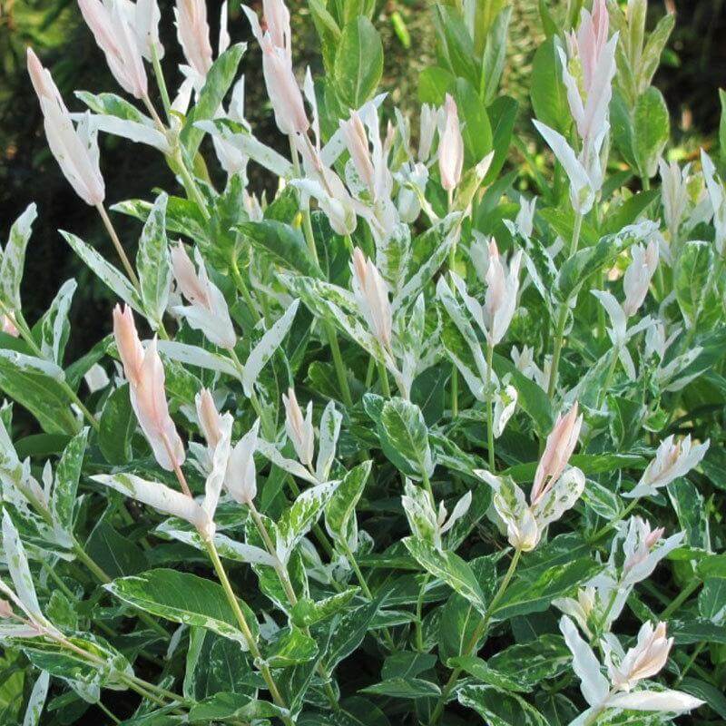 'Hakuro Nishiki' Dappled Willow (Salix) - Image 2
