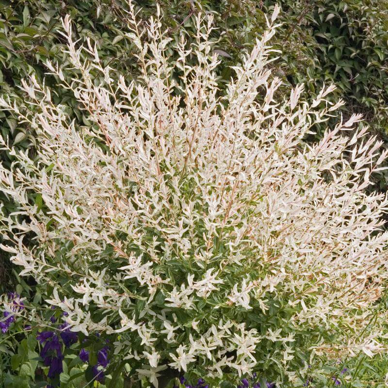 'Hakuro Nishiki' Dappled Willow (Salix) - Image 3