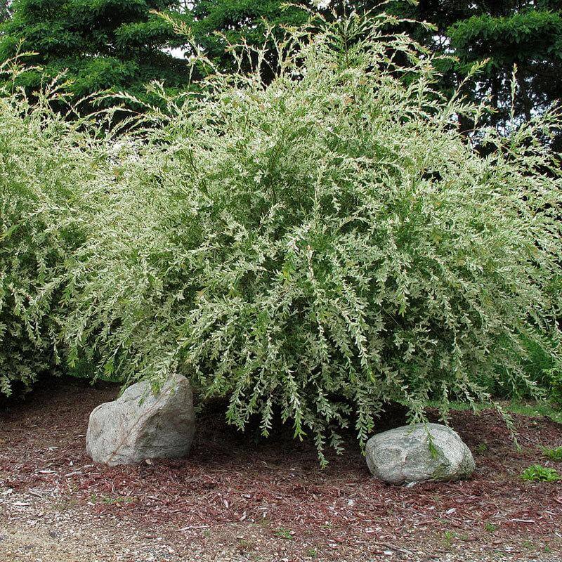 'Hakuro Nishiki' Dappled Willow (Salix) - Image 4