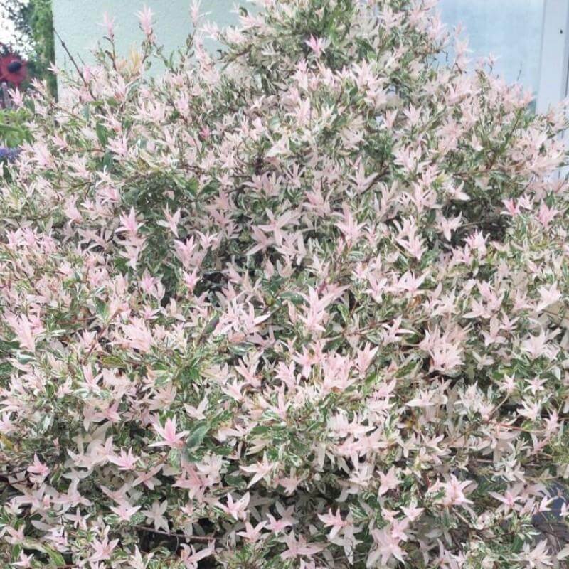 'Hakuro Nishiki' Dappled Willow (Salix) - Image 5