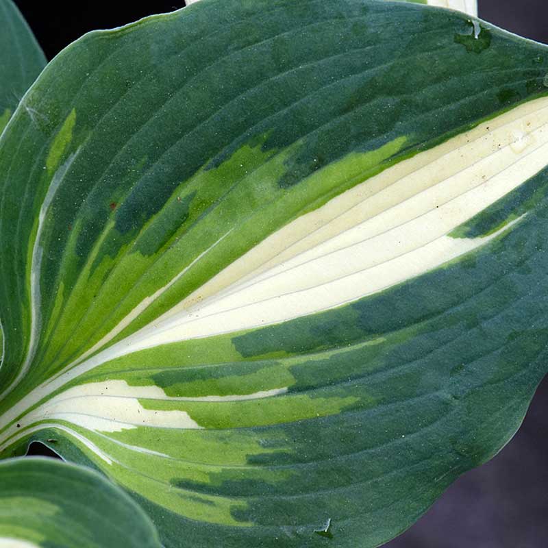 'Half and Half' Hosta - Image 2