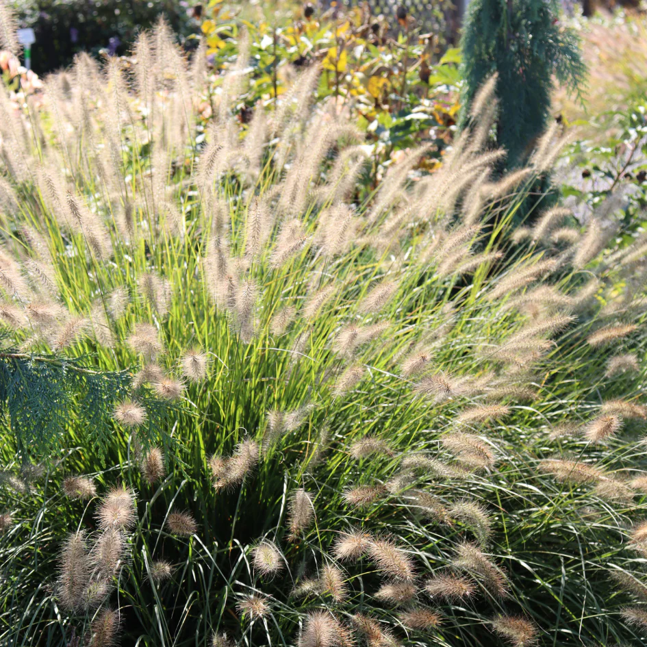 'Hameln' Fountain Grass (Pennisetum)