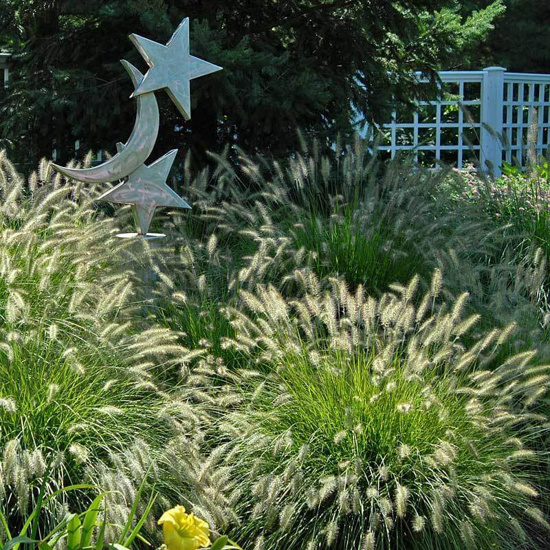 'Hameln' Fountain Grass (Pennisetum) - Image 3