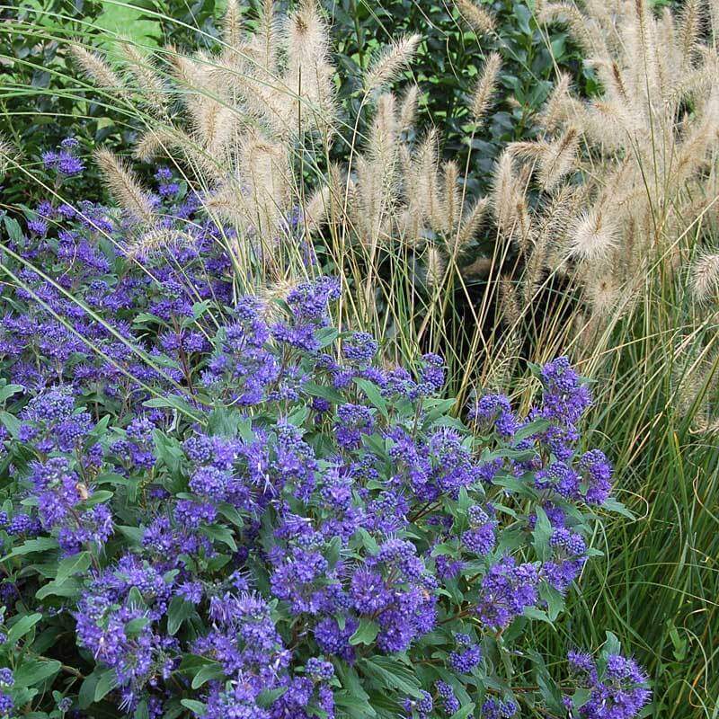 'Hameln' Fountain Grass (Pennisetum) - Image 5
