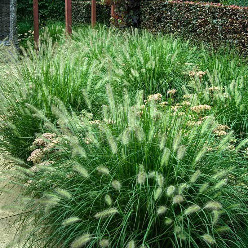 'Hameln' Fountain Grass (Pennisetum) - Image 6