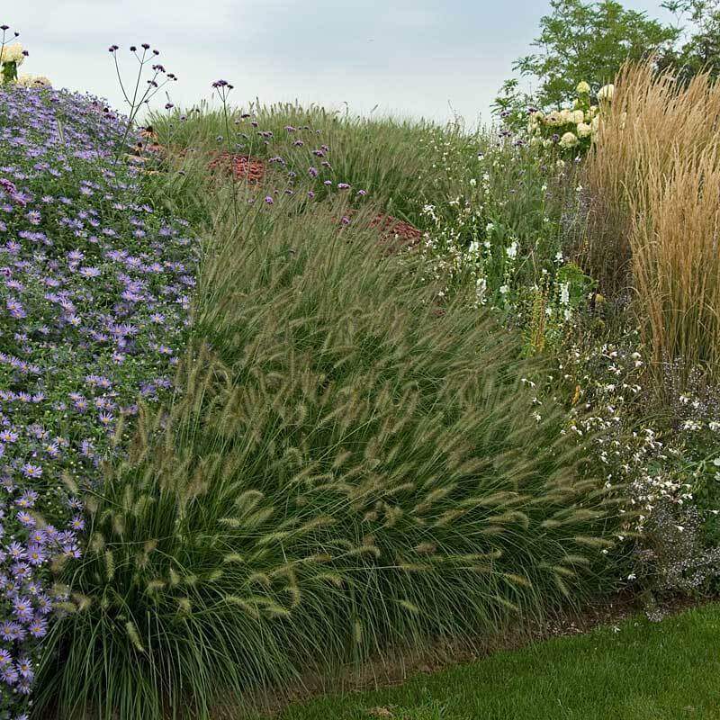 'Hameln' Fountain Grass (Pennisetum) - Image 7