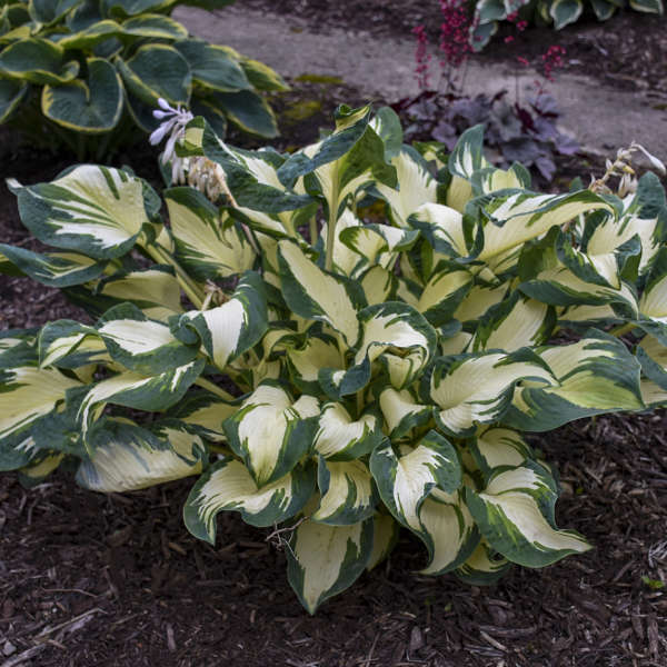 'Hans' Hosta - Image 2