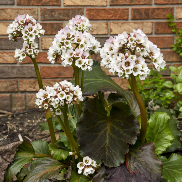 'Happily Ever After' Pigsqueak (Bergenia) - Image 2