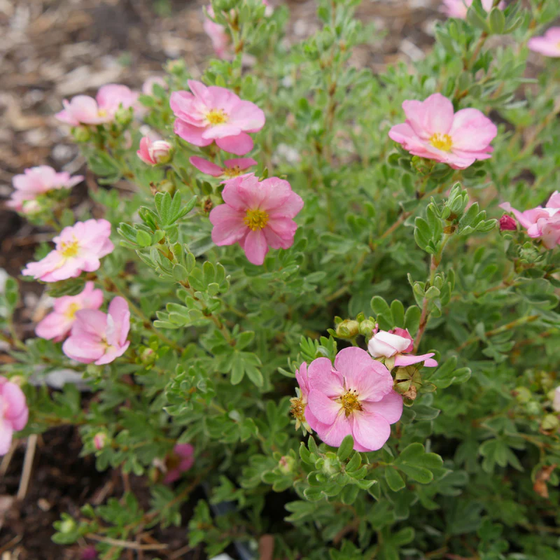 Happy Face Hearts® Potentilla - Image 2