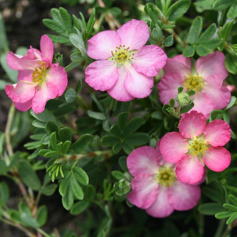 Happy Face Hearts® Potentilla - Image 3
