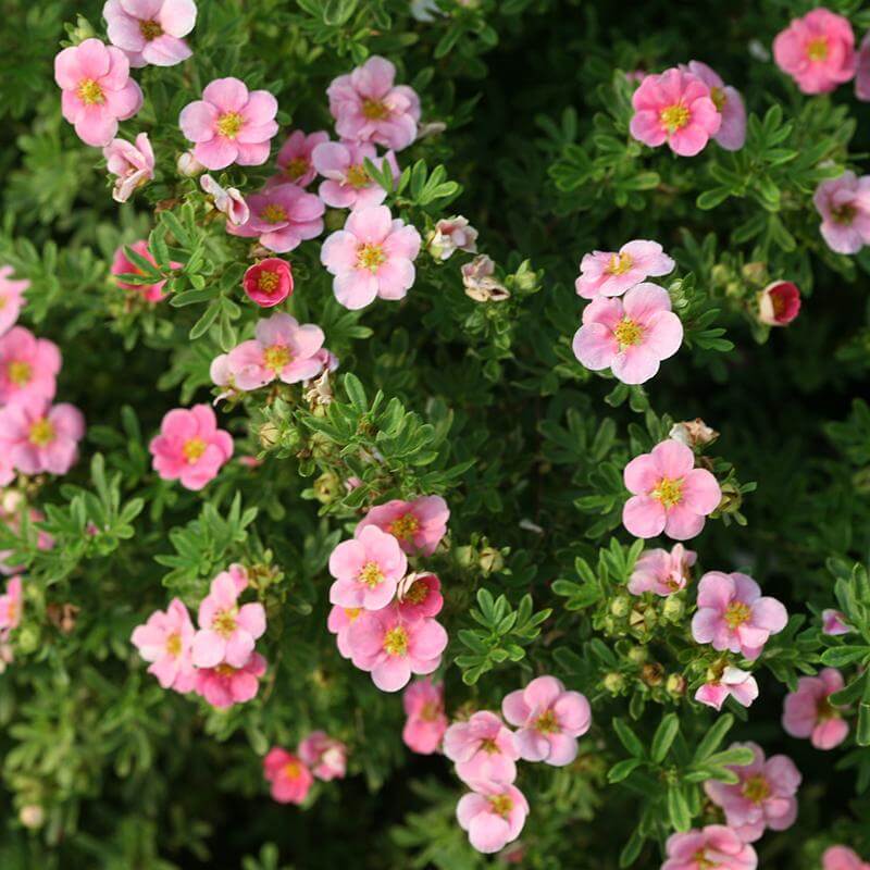 Happy FaceĀ® Pink Paradise Potentilla - Image 3