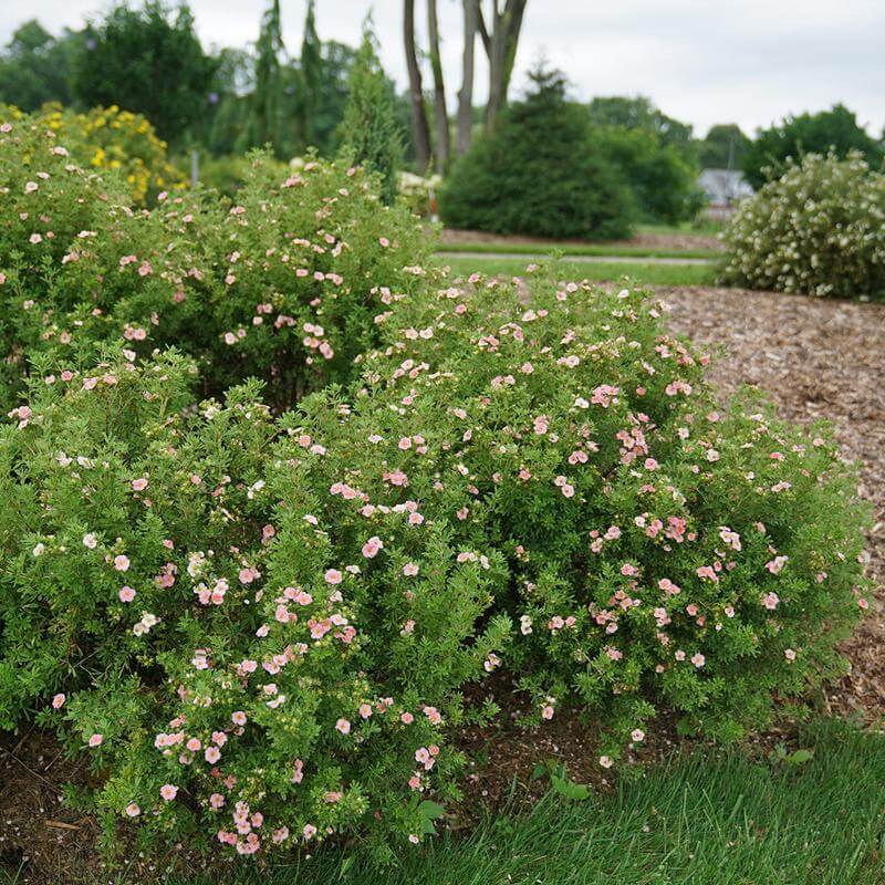 Happy FaceĀ® Pink Paradise Potentilla - Image 4