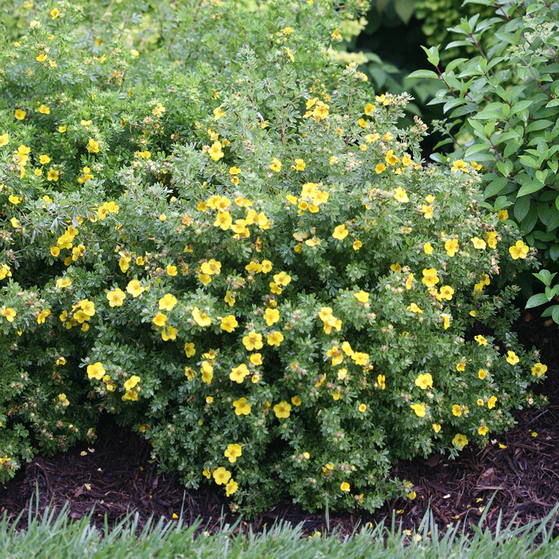 Happy Face® Yellow Potentilla - Image 3