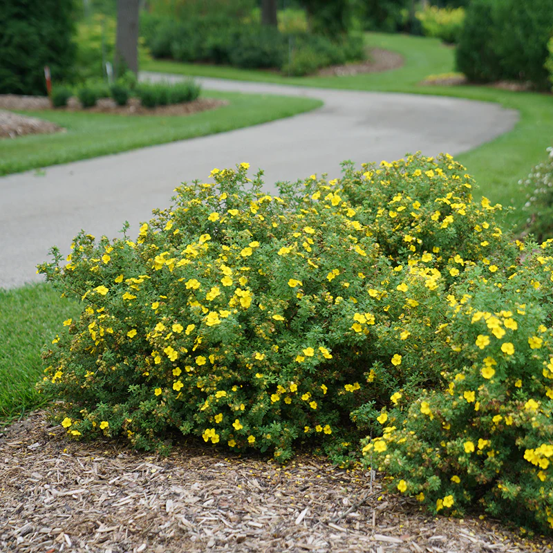 Happy Face® Yellow Potentilla - Image 4
