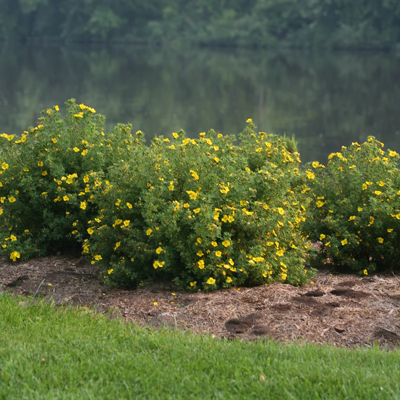 Happy Face® Yellow Potentilla - Image 5