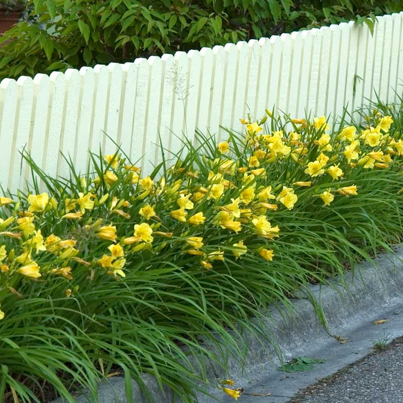 'Happy Returns' Daylily (Hemerocallis) - Image 2