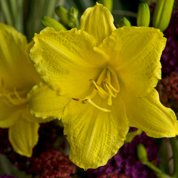 'Happy Returns' Daylily (Hemerocallis) - Image 3