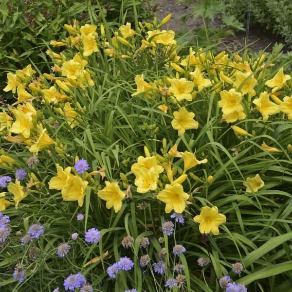 'Happy Returns' Daylily (Hemerocallis) - Image 4
