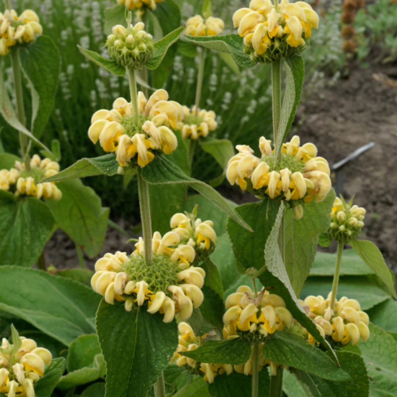 Hardy Jerusalem Sage (Phlomis) - Image 2