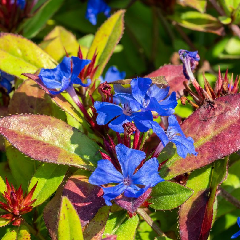 Hardy Plumbago (Ceratostigma) - Image 2
