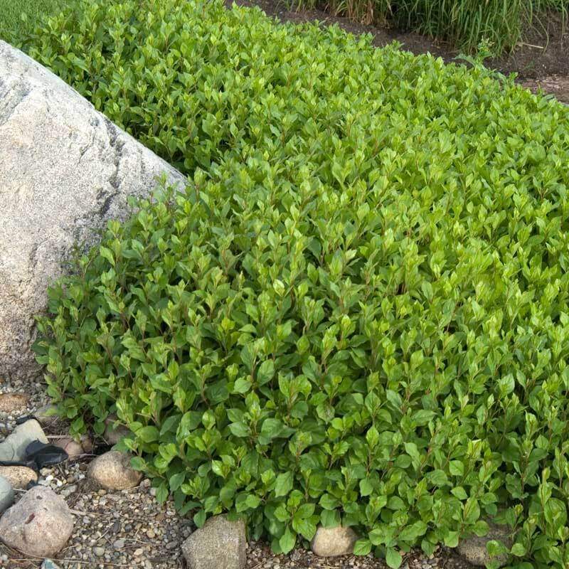 Hardy Plumbago (Ceratostigma) - Image 3